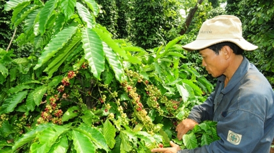 BÓN PHÂN HỢP LÝ CHO CÂY CÀ PHÊ