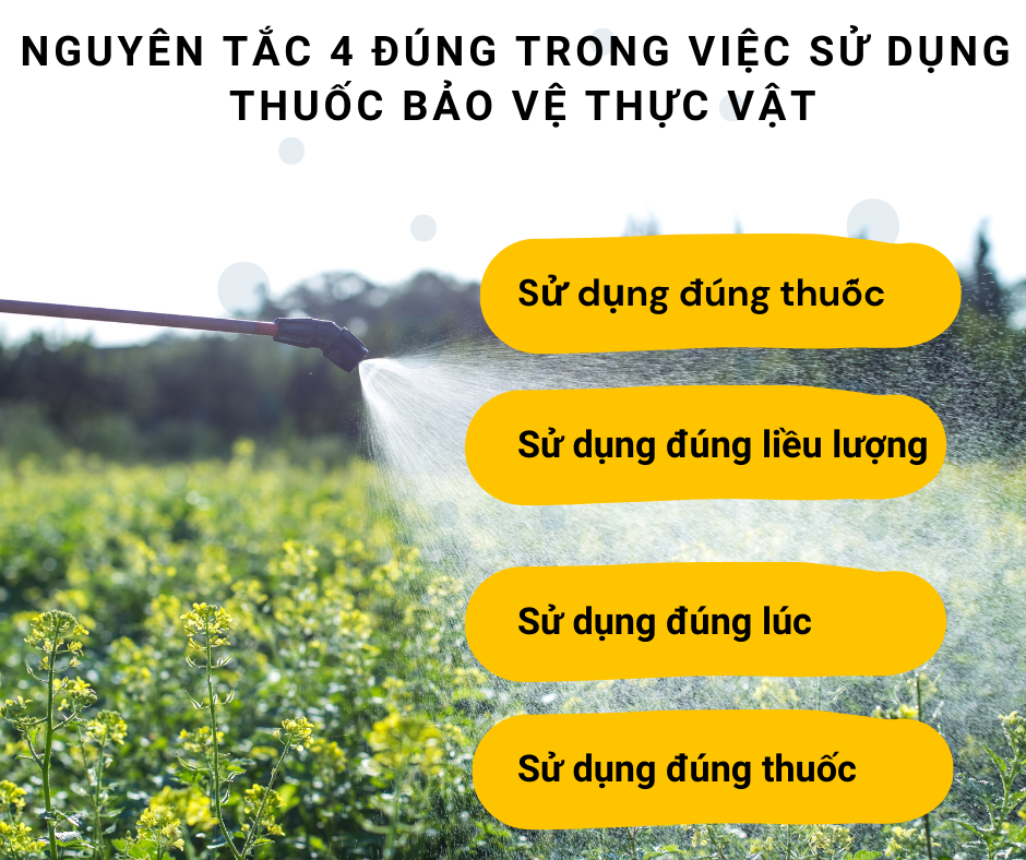 NGUYÊN TẮC 4 ĐÚNG KHI SỬ DỤNG THUỐC BẢO VỆ THỰC VẬT